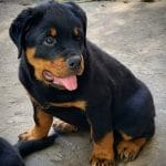Valet-male-Rottweiler-puppy-for-sale-2