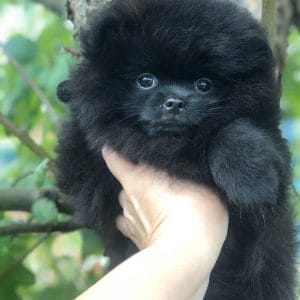 Vivi Pomeranian