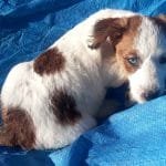 Baddy-male-Jack-Russell-Terrier-puppy-for-sale-1