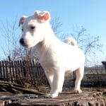 Bella-female-Jack-Russell-Terrier-puppy-for-sale-2