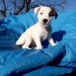 Betty-female-Jack-Russell-Terrier-puppy-for-sale-2