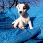 Bella Jack Russell Terrier