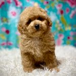 Cybill Miniature Poodle