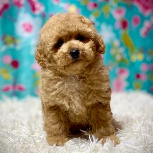 Cordell Miniature Poodle