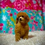 Cybill-female-miniature-poodle-puppy-for-sale-01