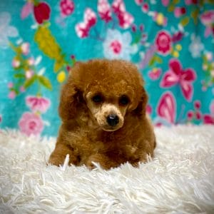 Cybill Miniature Poodle