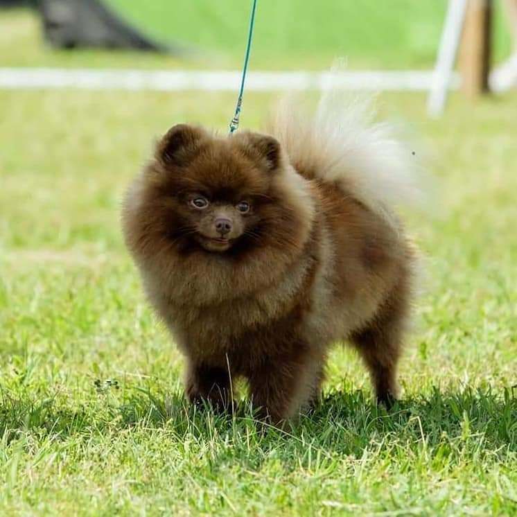 Deforrest Pomeranian