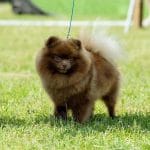 Deforrest-male-pomeranian-puppy-for-sale01