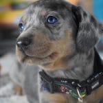Donald-male-dachshund-puppy-for-sale01