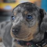 Donald-male-dachshund-puppy-for-sale02