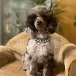 Eithan-male-toy-poodle-puppy-for-sale04