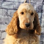 Jordan-male-english-cocker-spaniel-puppy-for-sale03