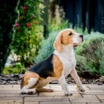 Karena-female-beagle-puppy-for-sale01
