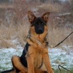 Karo-female-German-Shephard-puppy-for-sale-2