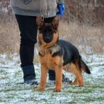 Karo-female-German-Shephard-puppy-for-sale-3