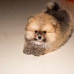 Quinlan-male-pomeranian-puppy-for-sale03