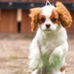 Aisha-female-cavalier-king-charles-spaniel-puppy-for-sale03
