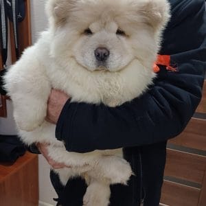 Benedict Chow-Chow