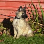 Bertina-female-tervueren-puppy-for-sale01