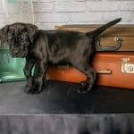 Brianna-female-Cane-Corso-puppy-for-sale-1