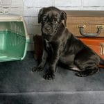 Brianna-female-Cane-Corso-puppy-for-sale-2