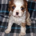 Carlos-male-cavalier-king-charles-spaniel-puppy-for-sale02
