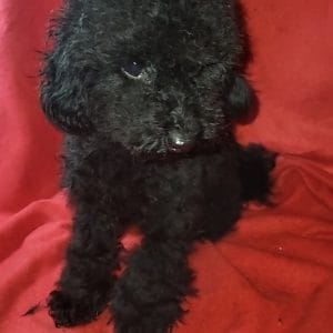 Coln Toy Poodle