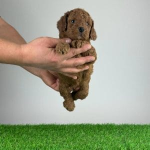 Dax Miniature Poodle