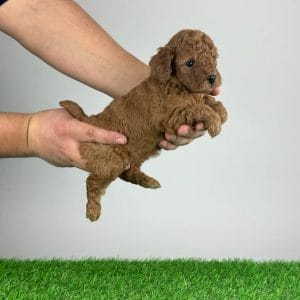 Declan Miniature Poodle