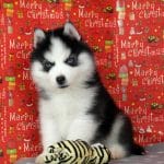 Eclair-male-Miniature-Husky-puppy-for-sale-1