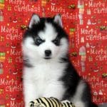 Eclair-male-Miniature-Husky-puppy-for-sale-2