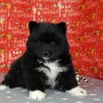 Elya-female-Pomsky-puppy-for-sale-1