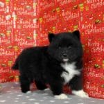 Elya-female-Pomsky-puppy-for-sale-3