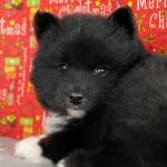 Elya-female-Pomsky-puppy-for-sale-4