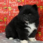 Elya-female-Pomsky-puppy-for-sale-5