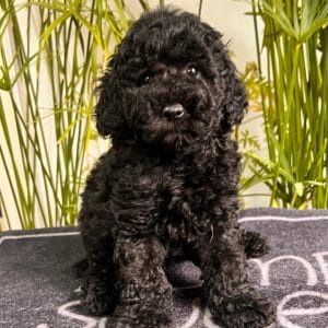 Emilia Miniature Poodle