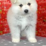 Eva-female-Pomsky-puppy-for-sale-2