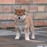 Fredric-male-shiba-inu-puppy-for-sale02
