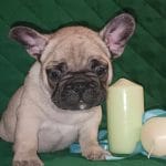 Hipper-male-French-bulldog-puppy-for-sale- (2)