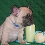 Hipper-male-French-bulldog-puppy-for-sale- (3)