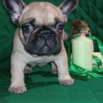 Hummer-male-French-bulldog-puppy-for-sale- (1)