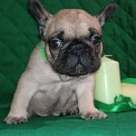 Hummer-male-French-bulldog-puppy-for-sale- (2)