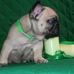 Hummer-male-French-bulldog-puppy-for-sale- (3)