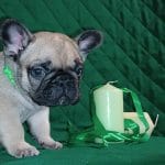 Hummer-male-French-bulldog-puppy-for-sale- (5)