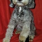 Karl-male-Maltipoo-puppy-for-sale-3