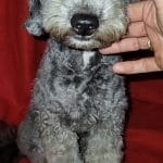 Karl-male-Maltipoo-puppy-for-sale-4