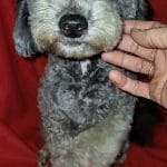 Karl-male-Maltipoo-puppy-for-sale-5