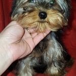 King-male-Yorkshire-Terrier-puppy-for-sale-1
