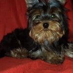 King-male-Yorkshire-Terrier-puppy-for-sale-2