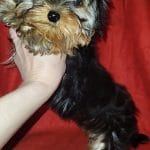 King-male-Yorkshire-Terrier-puppy-for-sale-3